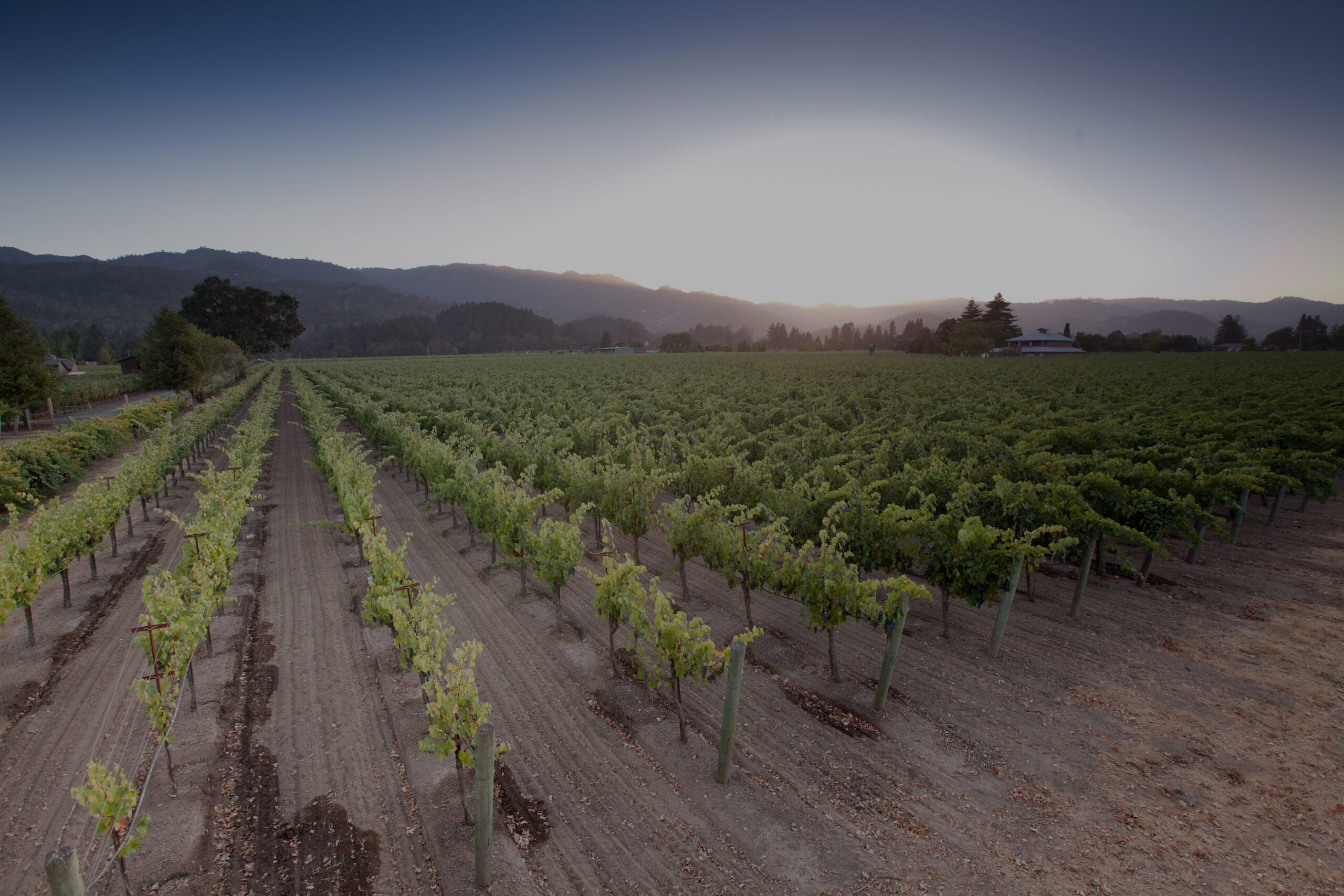 Homepage header photo of vineyards