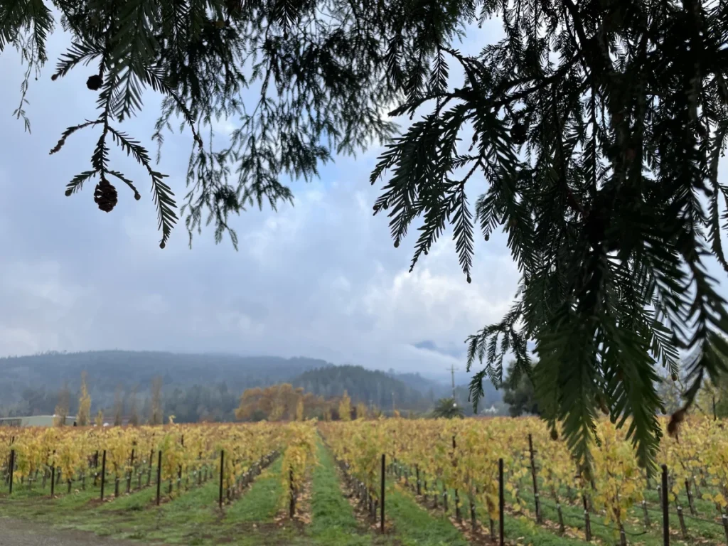 The Estate Is Planted to Grapes