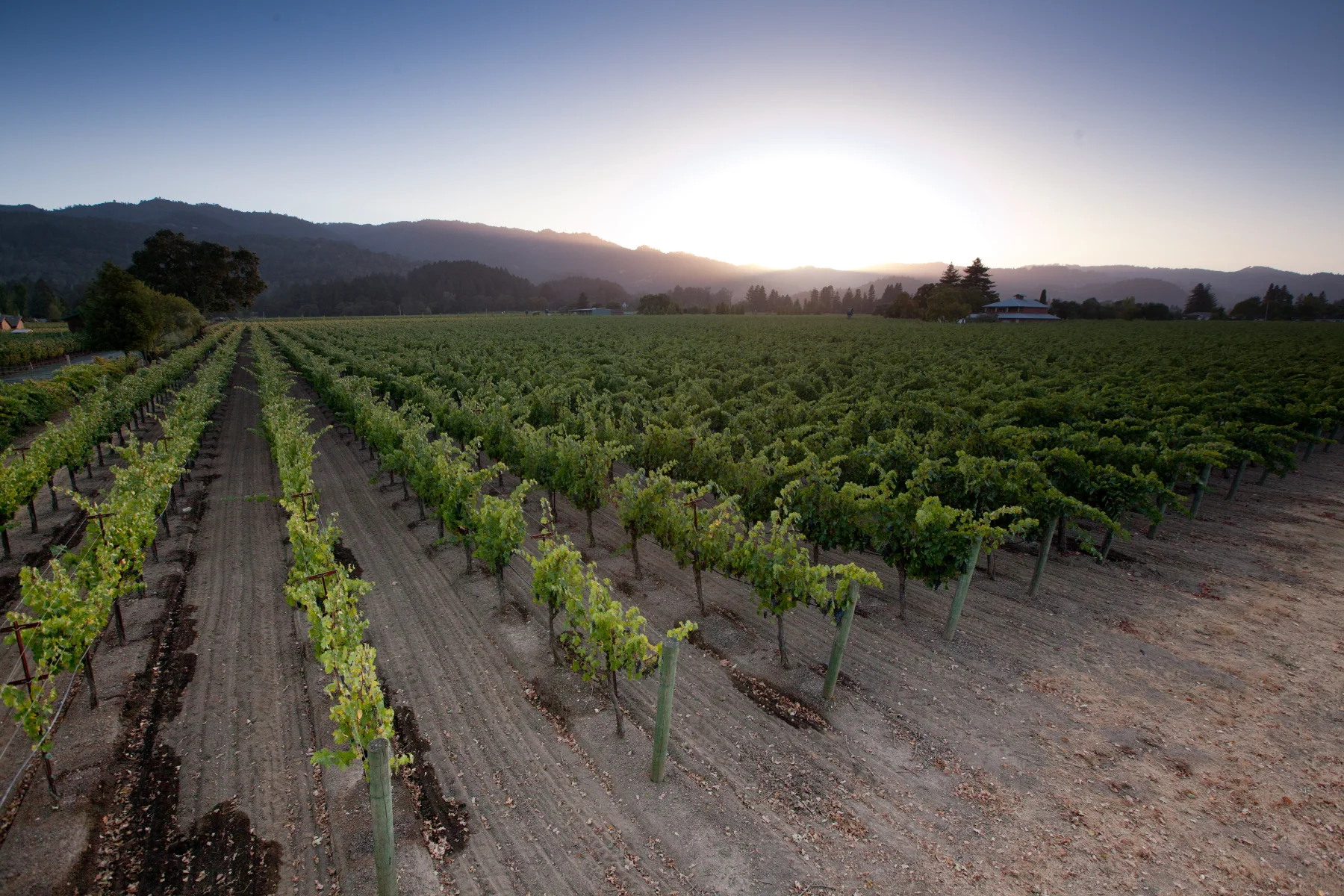 Taplin Cellars estate vineyard rows at sunset with the Mayacamas mountains behind